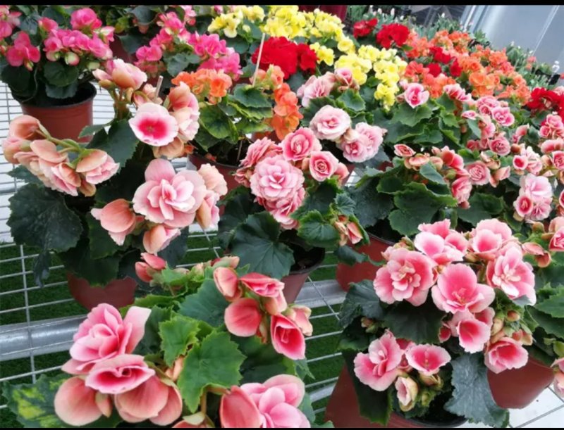 盆栽花卉丽格海棠玫瑰海棠四季海棠花苗重瓣带花发货包