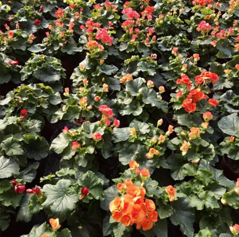 盆栽花卉丽格海棠玫瑰海棠四季海棠花苗重瓣带花发货包