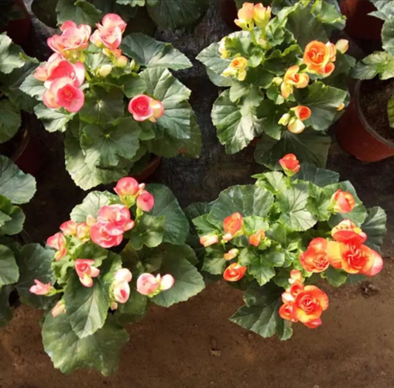 盆栽花卉丽格海棠玫瑰海棠四季海棠花苗重瓣带花发货包