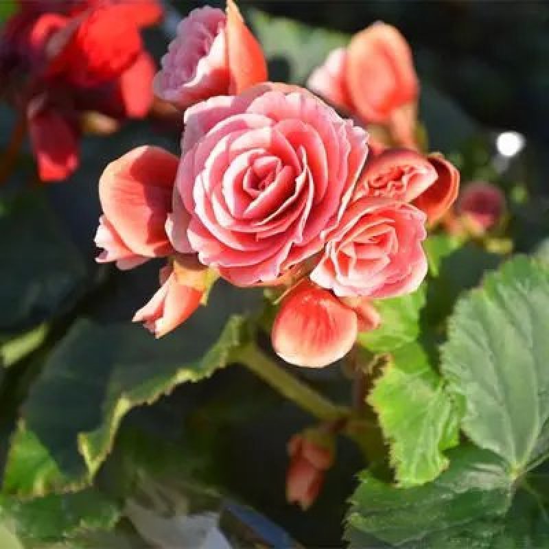 盆栽花卉丽格海棠玫瑰海棠四季海棠花苗重瓣带花发货包