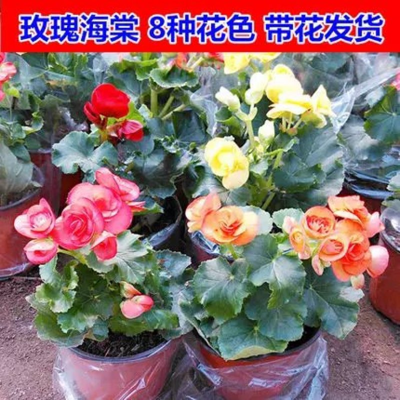 盆栽花卉丽格海棠玫瑰海棠四季海棠花苗重瓣带花发货包
