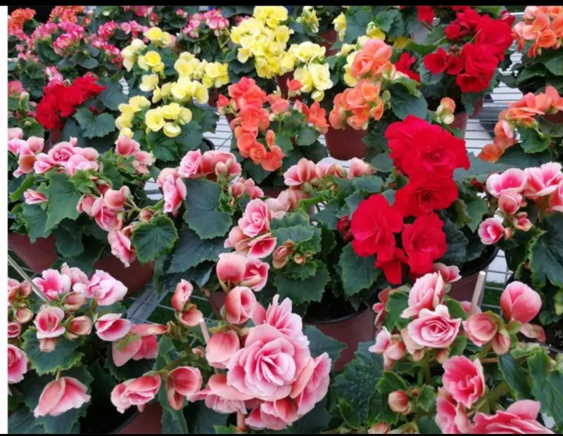 盆栽花卉丽格海棠玫瑰海棠四季海棠花苗重瓣带花发货包