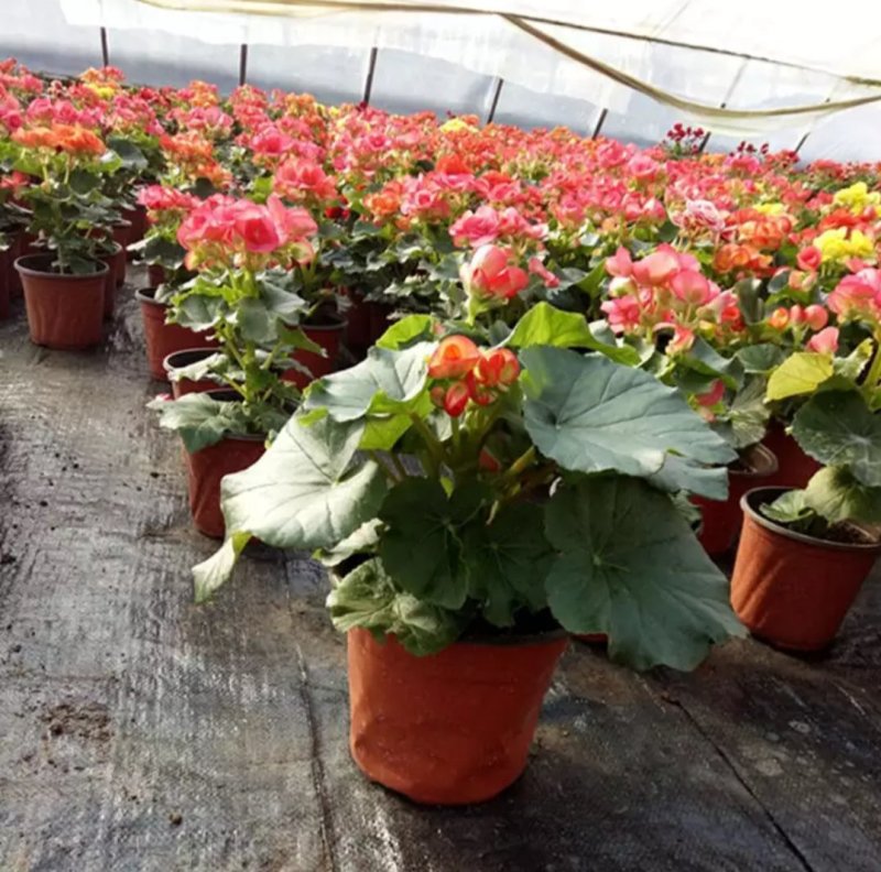 盆栽花卉丽格海棠玫瑰海棠四季海棠花苗重瓣带花发货包