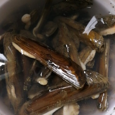 特有河蚌