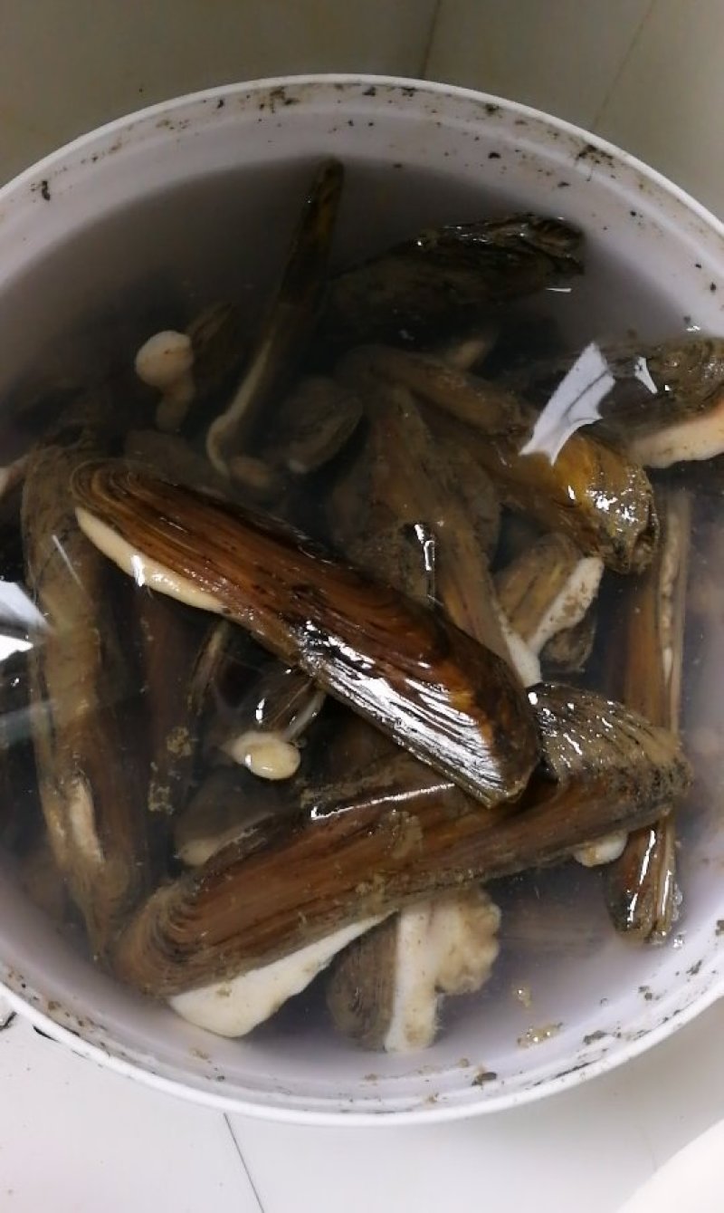特有河蚌