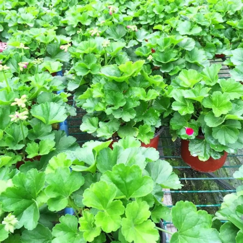 重瓣大花天竺葵花苗室内阳台花卉庭院阳台四季