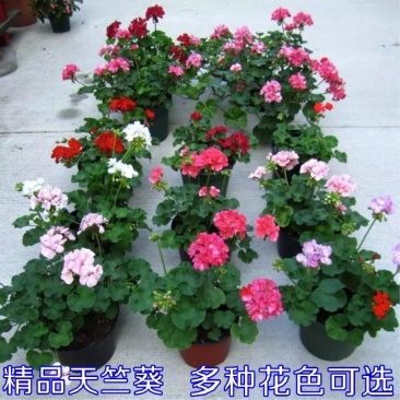 重瓣大花天竺葵花苗室内阳台花卉庭院阳台四季