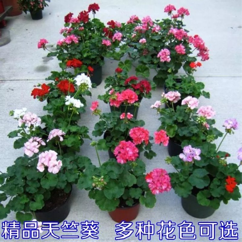 重瓣大花天竺葵花苗室内阳台花卉庭院阳台四季