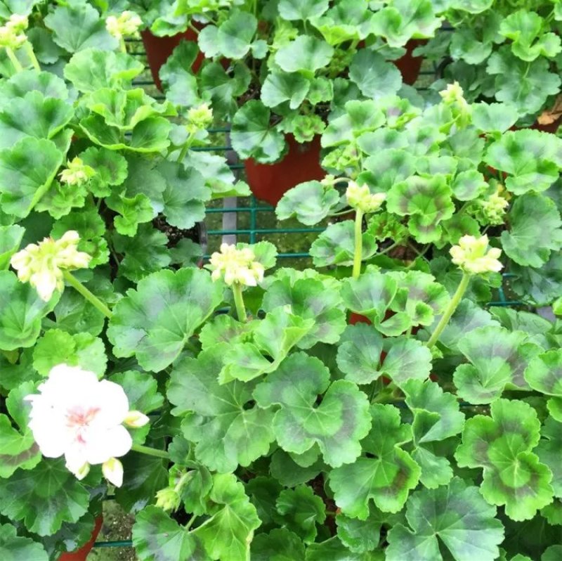 重瓣大花天竺葵花苗室内阳台花卉庭院阳台四季