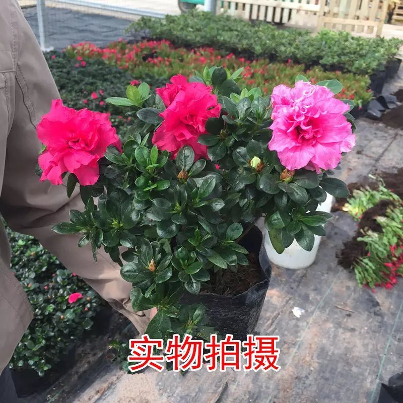 杜鹃花苗老桩大盆栽植物四季开花卉室内带观花植物不断好养的