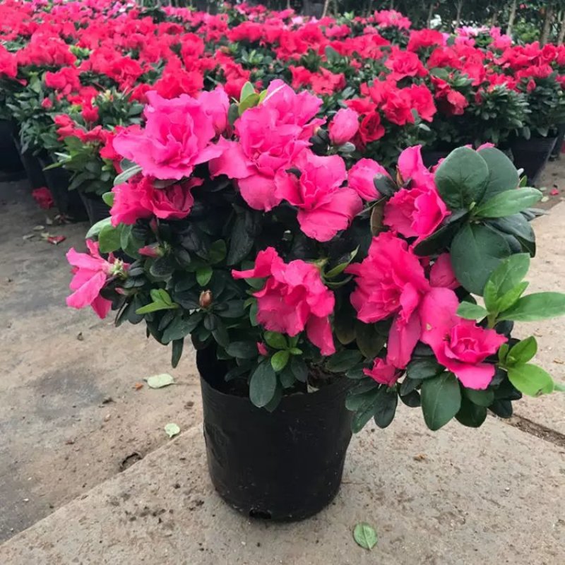 杜鹃花苗老桩大盆栽植物四季开花卉室内带观花植物不断好养的