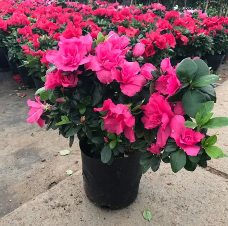 杜鹃花苗老桩大盆栽植物四季开花卉室内带观花植物不断好养的