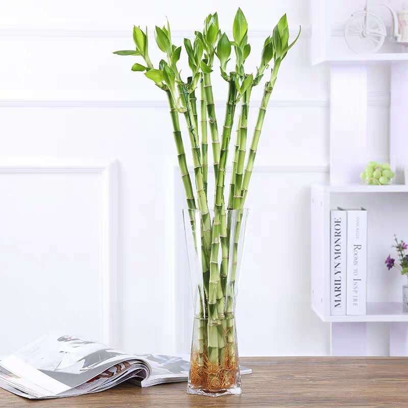 富贵竹水培植物盆栽绿植花卉室内花客厅水养绿萝大叶转运竹节