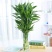 富贵竹水培植物盆栽绿植花卉室内花客厅水养绿萝大叶转运竹节