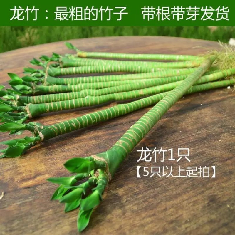 富贵竹水培植物盆栽绿植花卉室内花客厅水养绿萝大叶转运竹节