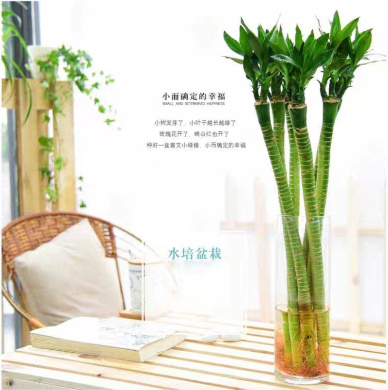 富贵竹水培植物盆栽绿植花卉室内花客厅水养绿萝大叶转运竹节