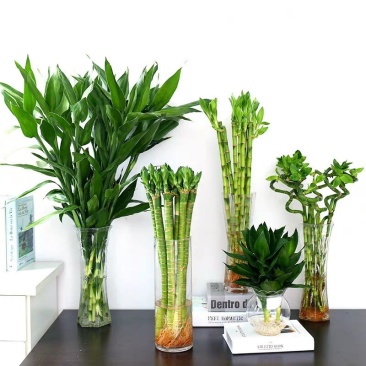 富贵竹水培植物盆栽绿植花卉室内花客厅水养绿萝大叶转运竹节