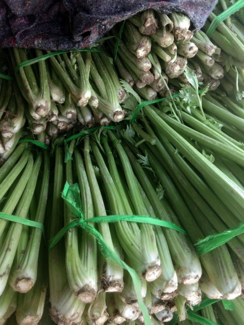 西芹芹菜批发大量现货品质保障欢迎批发