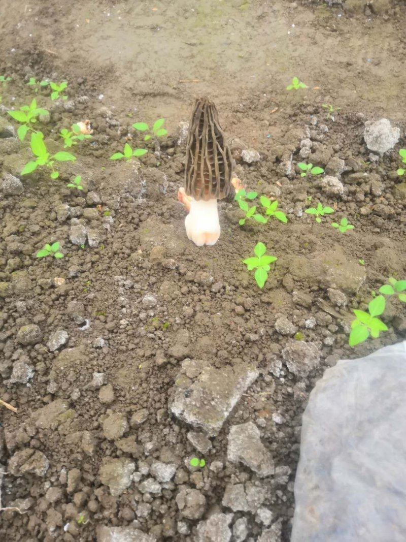 羊肚菌