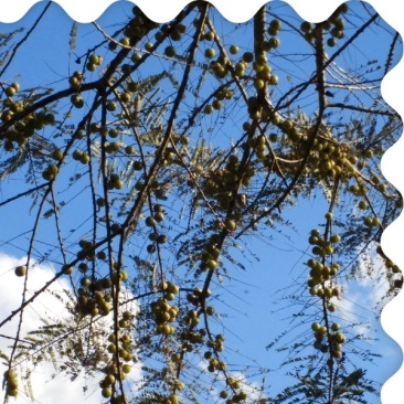 蜂蜜橄榄