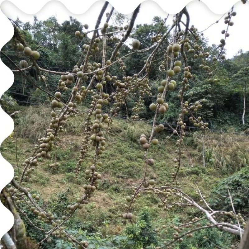 蜂蜜橄榄