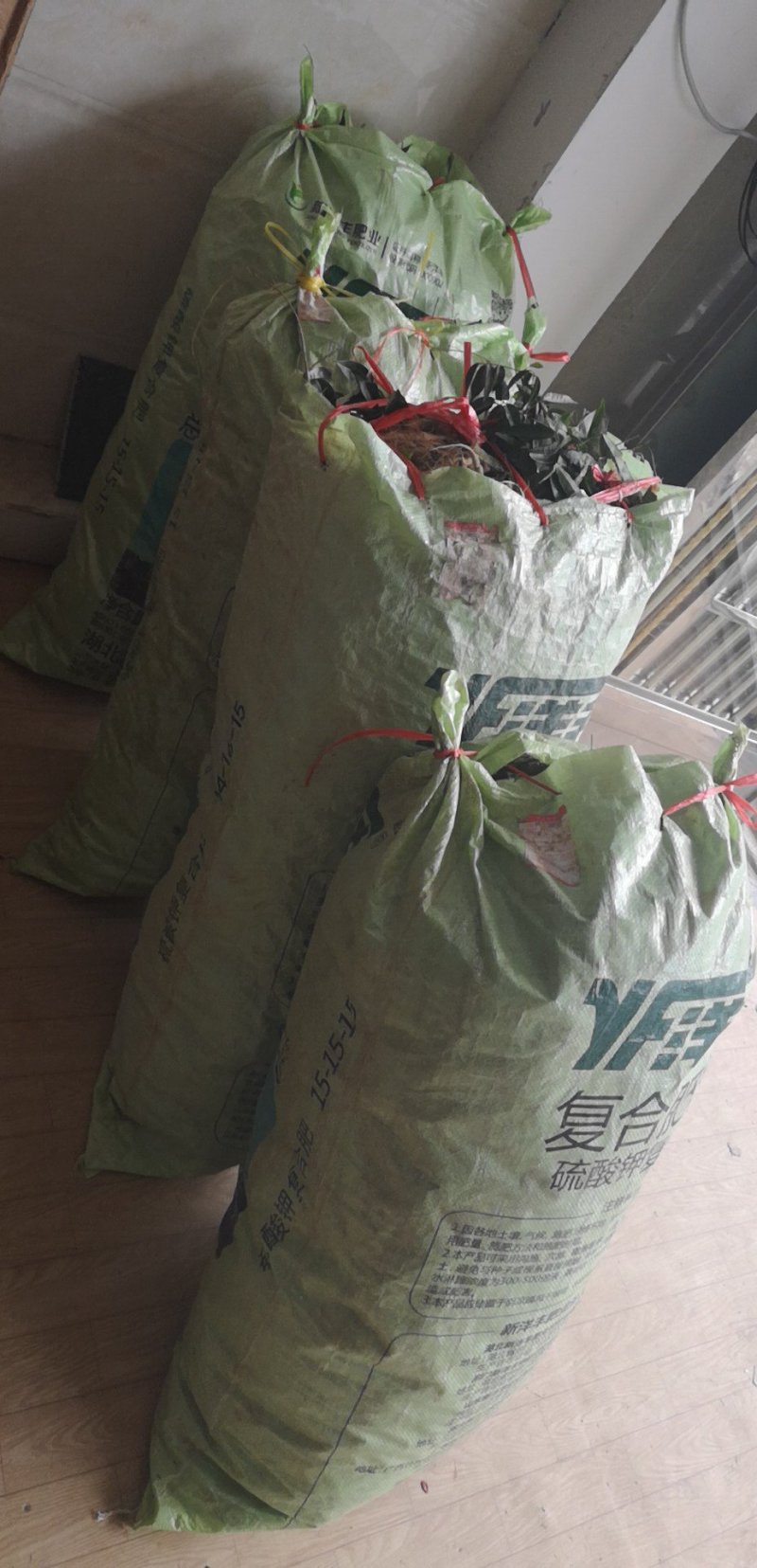 小叶牛大力老苗