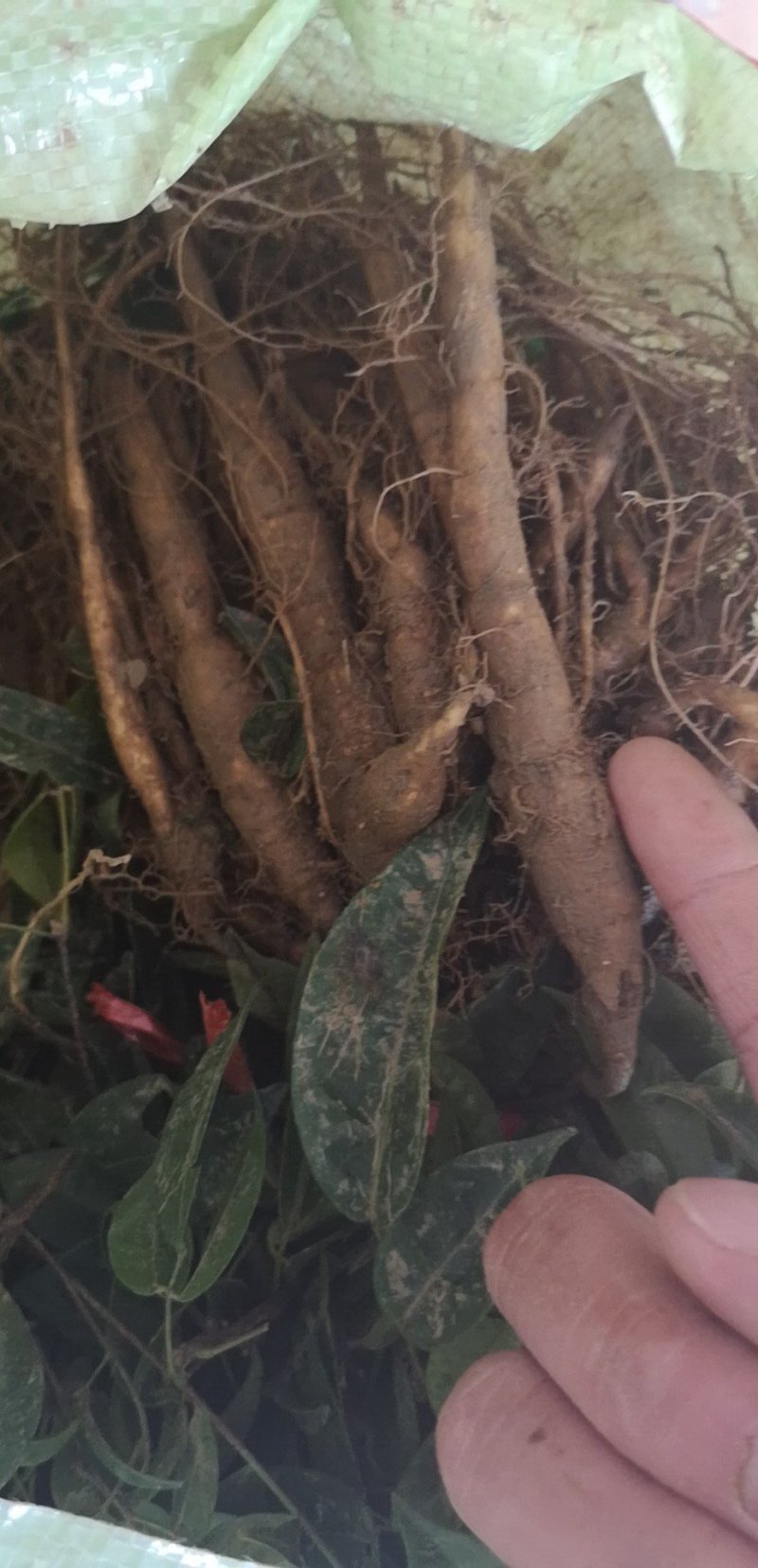 小叶牛大力老苗