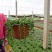 佛珠吊兰盆栽垂吊植物珍珠吊兰室内情人泪多肉植物紫玄月
