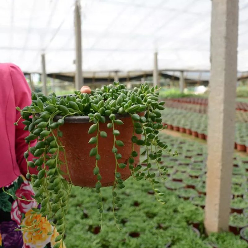 佛珠吊兰盆栽垂吊植物珍珠吊兰室内情人泪多肉植物紫玄月