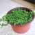 佛珠吊兰盆栽垂吊植物珍珠吊兰室内情人泪多肉植物紫玄月