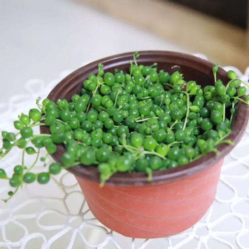 佛珠吊兰盆栽垂吊植物珍珠吊兰室内情人泪多肉植物紫玄月