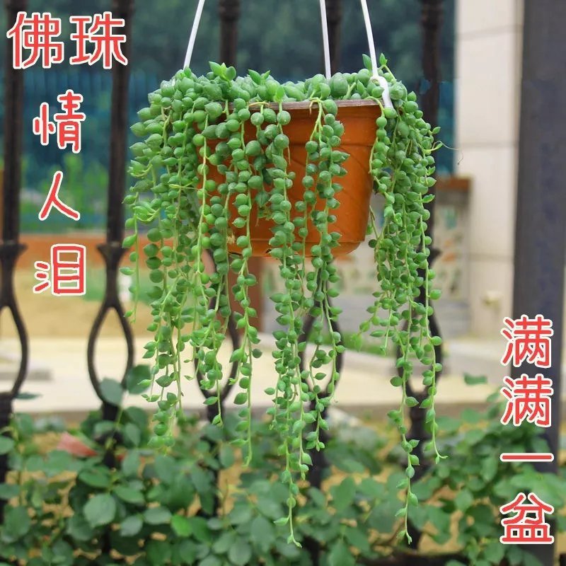 佛珠吊兰盆栽垂吊植物珍珠吊兰室内情人泪多肉植物紫玄月