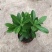 沙漠玫瑰盆栽重瓣免邮绿植花卉四季开花植物花苗办公室内耐旱