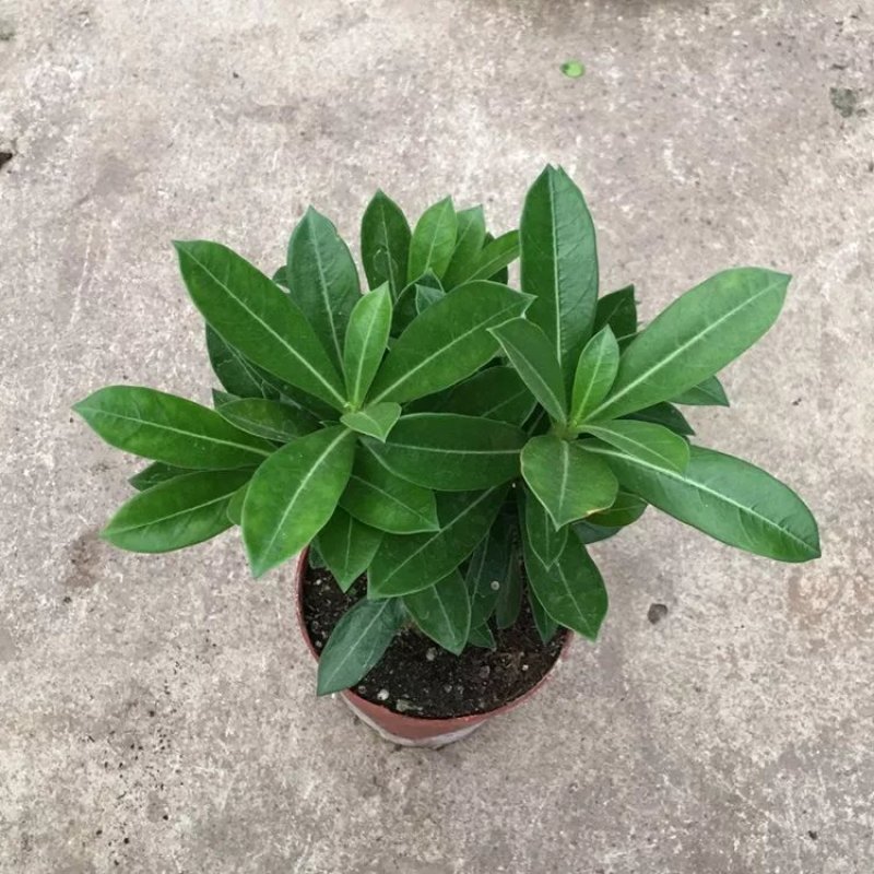 沙漠玫瑰盆栽重瓣免邮绿植花卉四季开花植物花苗办公室内耐旱