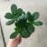 沙漠玫瑰盆栽重瓣免邮绿植花卉四季开花植物花苗办公室内耐旱