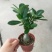 沙漠玫瑰盆栽重瓣免邮绿植花卉四季开花植物花苗办公室内耐旱