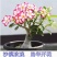 沙漠玫瑰盆栽重瓣免邮绿植花卉四季开花植物花苗办公室内耐旱