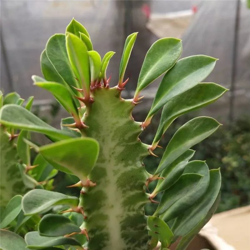 巴西龙骨花室内花卉盆栽吸甲醛仙人柱招财辟邪盆景植物镇宅花