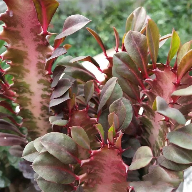 巴西龙骨花室内花卉盆栽吸甲醛仙人柱招财辟邪盆景植物镇宅花