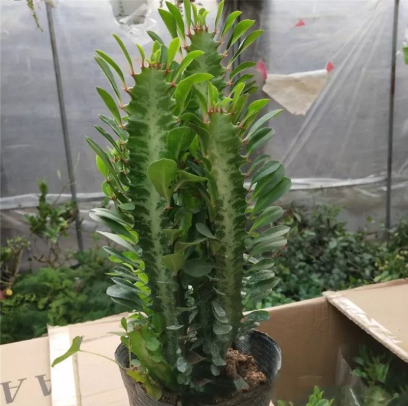 巴西龙骨花室内花卉盆栽吸甲醛仙人柱招财辟邪盆景植物镇宅花
