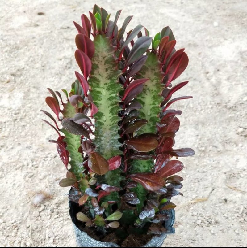 巴西龙骨花室内花卉盆栽吸甲醛仙人柱招财辟邪盆景植物镇宅花