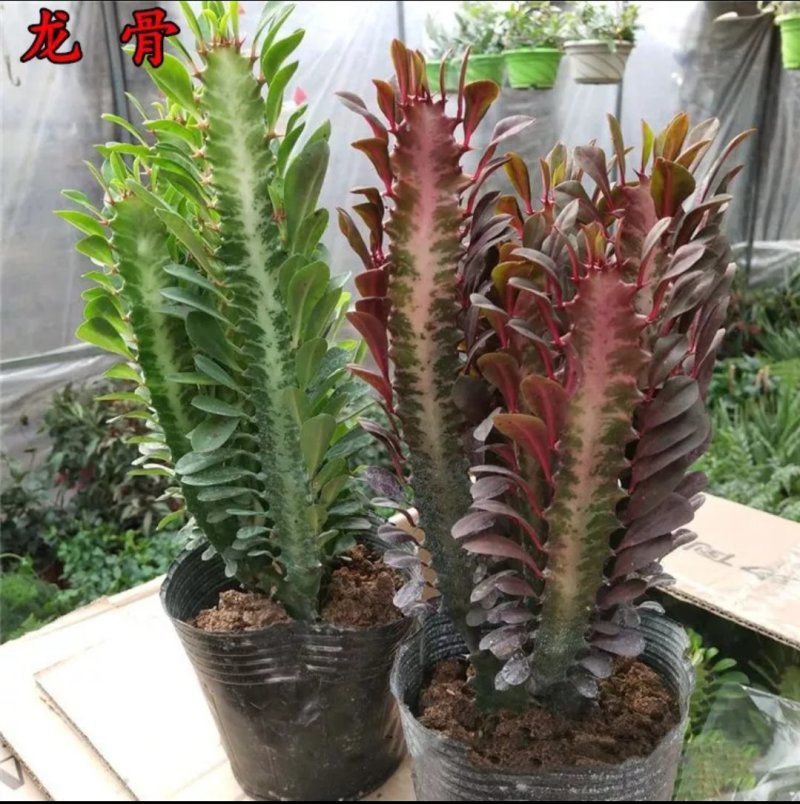 巴西龙骨花室内花卉盆栽吸甲醛仙人柱招财辟邪盆景植物镇宅花