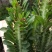 巴西龙骨花室内花卉盆栽吸甲醛仙人柱招财辟邪盆景植物镇宅花