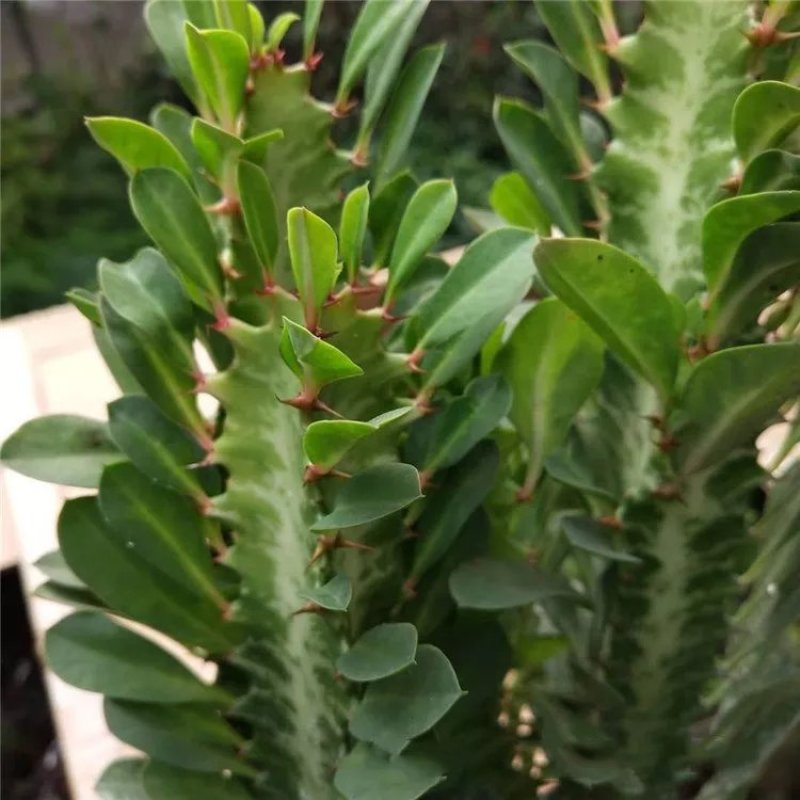 巴西龙骨花室内花卉盆栽吸甲醛仙人柱招财辟邪盆景植物镇宅花