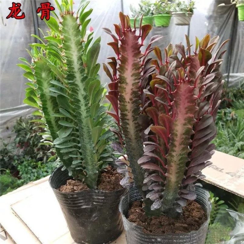 巴西龙骨花室内花卉盆栽吸甲醛仙人柱招财辟邪盆景植物镇宅花