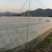 产地黄山黟县绿芦笋格兰德