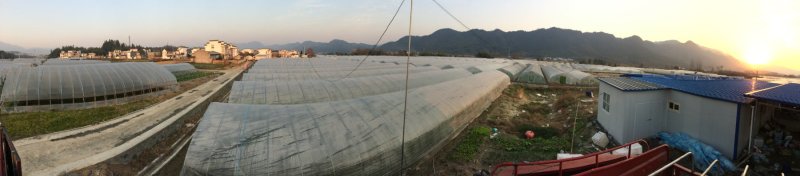 产地黄山黟县绿芦笋格兰德