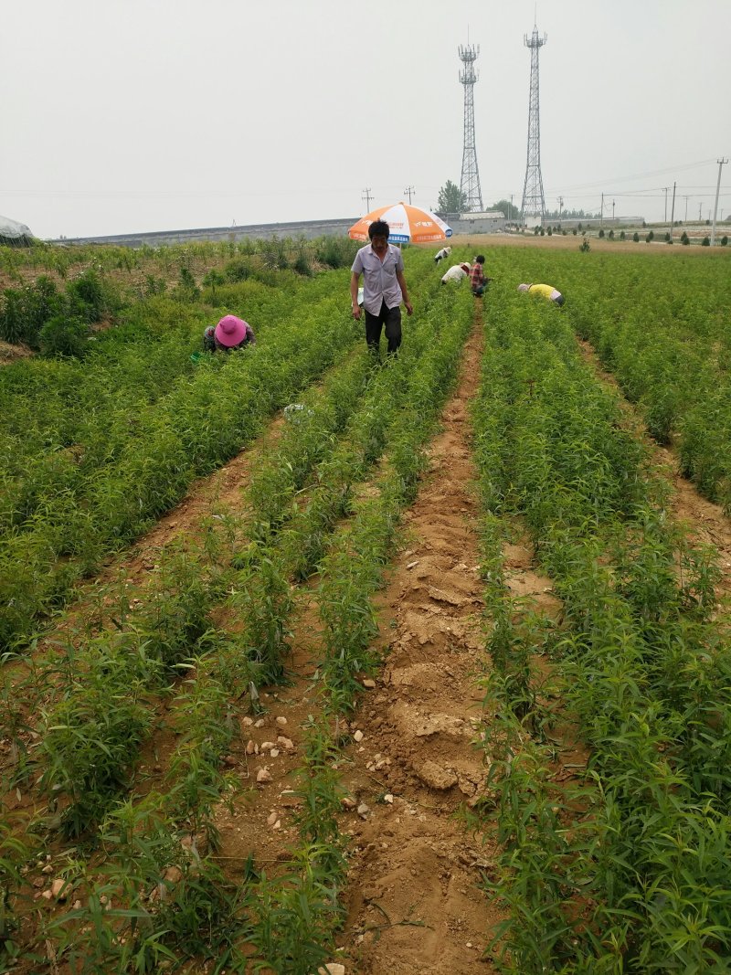 未来一号桃苗126桃苗，自家园区嫁接苗。纯度保证。