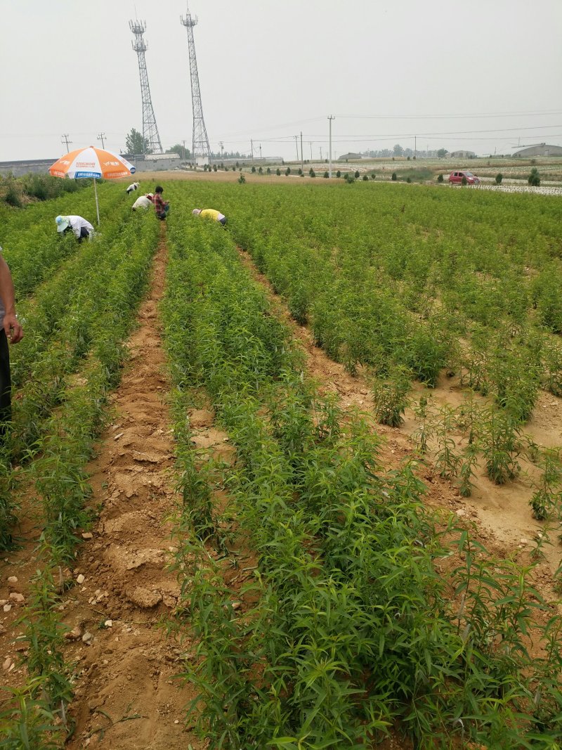 未来一号桃苗126桃苗，自家园区嫁接苗。纯度保证。