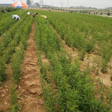 未来一号桃苗126桃苗，自家园区嫁接苗。纯度保证。